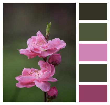 Plum Blossom Flower Blossom Image